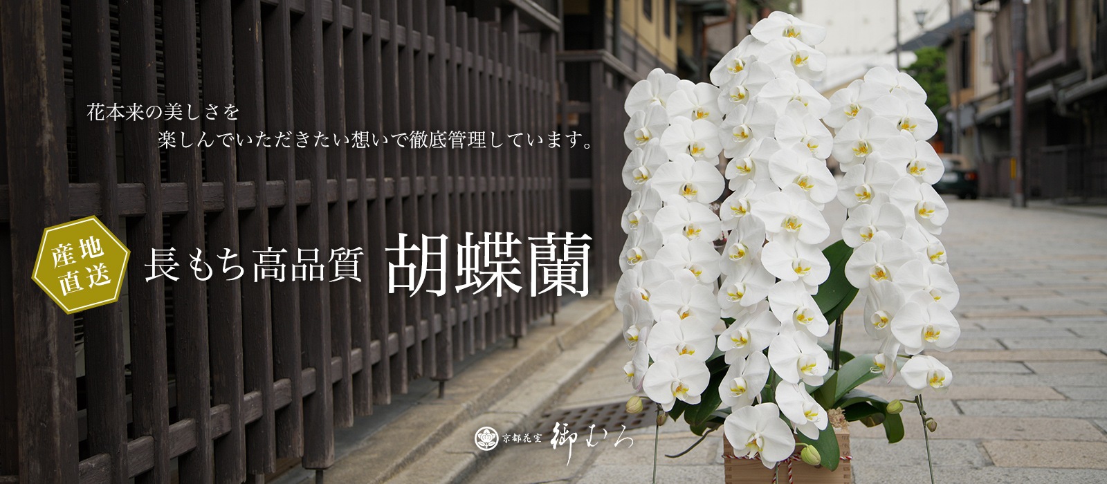 胡蝶蘭専門の京都花室おむろ 全国宅配 フラワーギフト通販対応